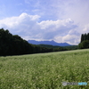 真夏のそば畑