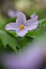 まだ見ぬ花