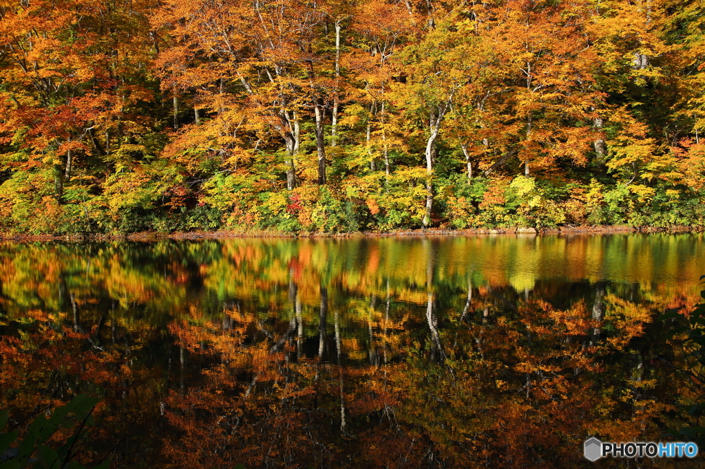 鎌池紅葉２