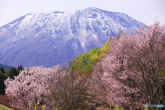 まだ桜