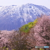 まだ桜