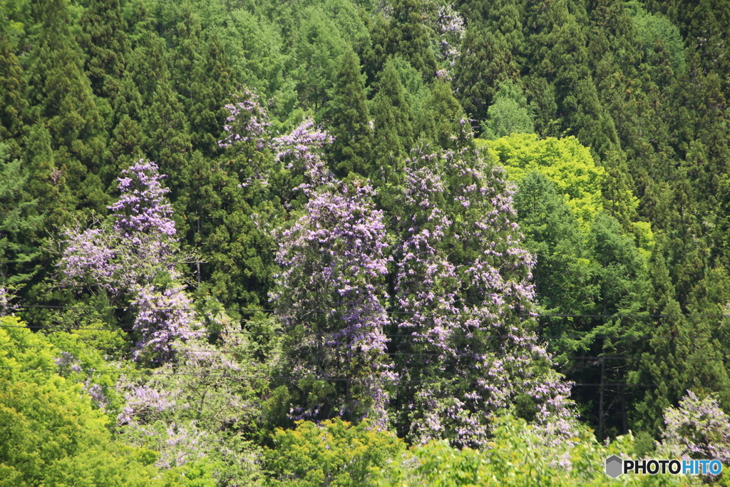 夏への彩り