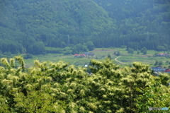 栗の木の向こうの赤い屋根