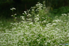 そばの花