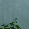 涼を求めて　３