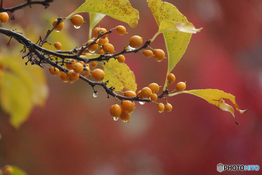赤い実を隠して