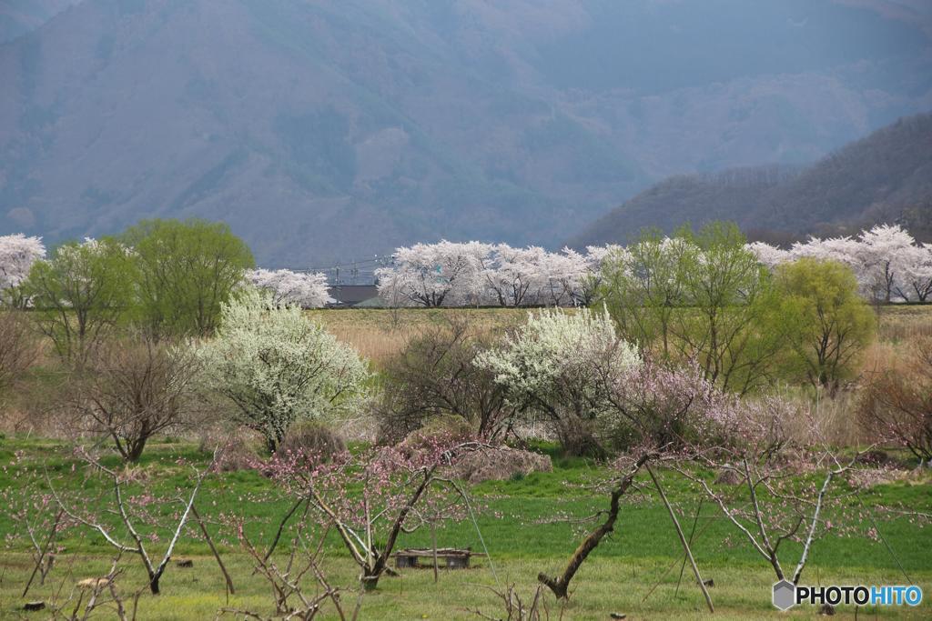 桜のある光景２　平凡な