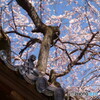 桜と坊主