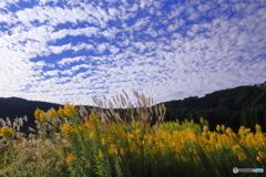 秋の空
