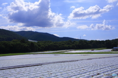レタス畑