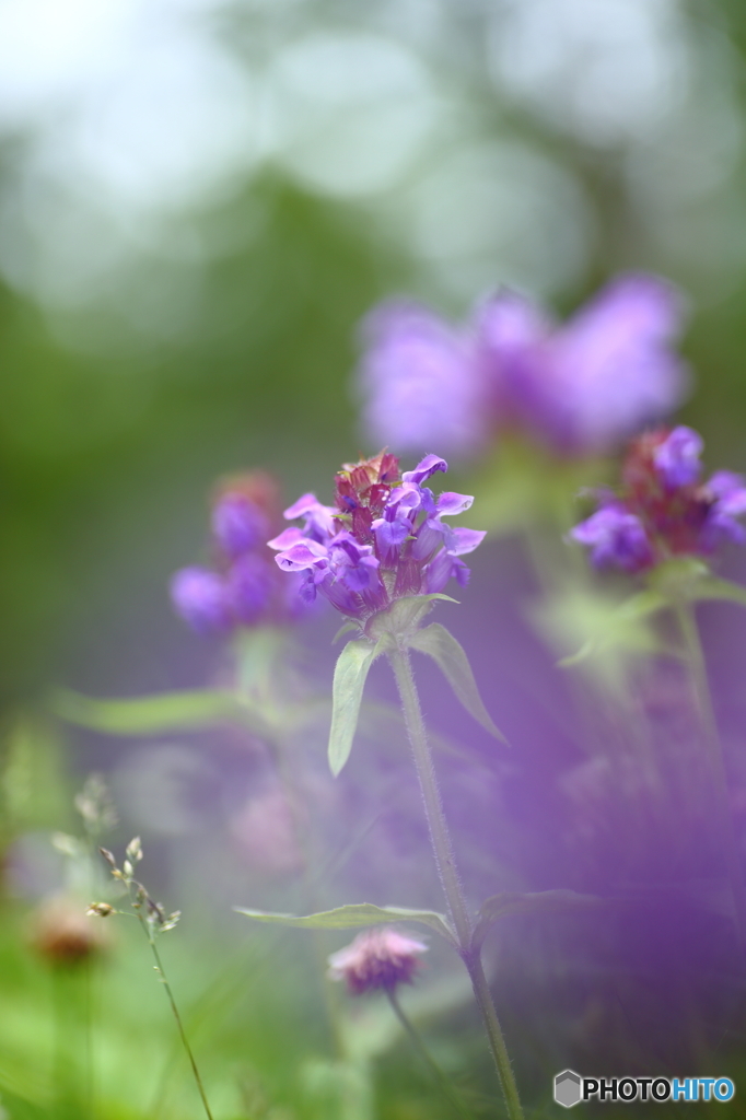 夏枯草