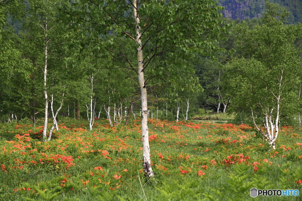 レンゲツツジ咲く