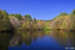 ５月の池
