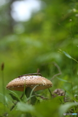 雨の日には傘を