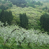 新緑の季節　３