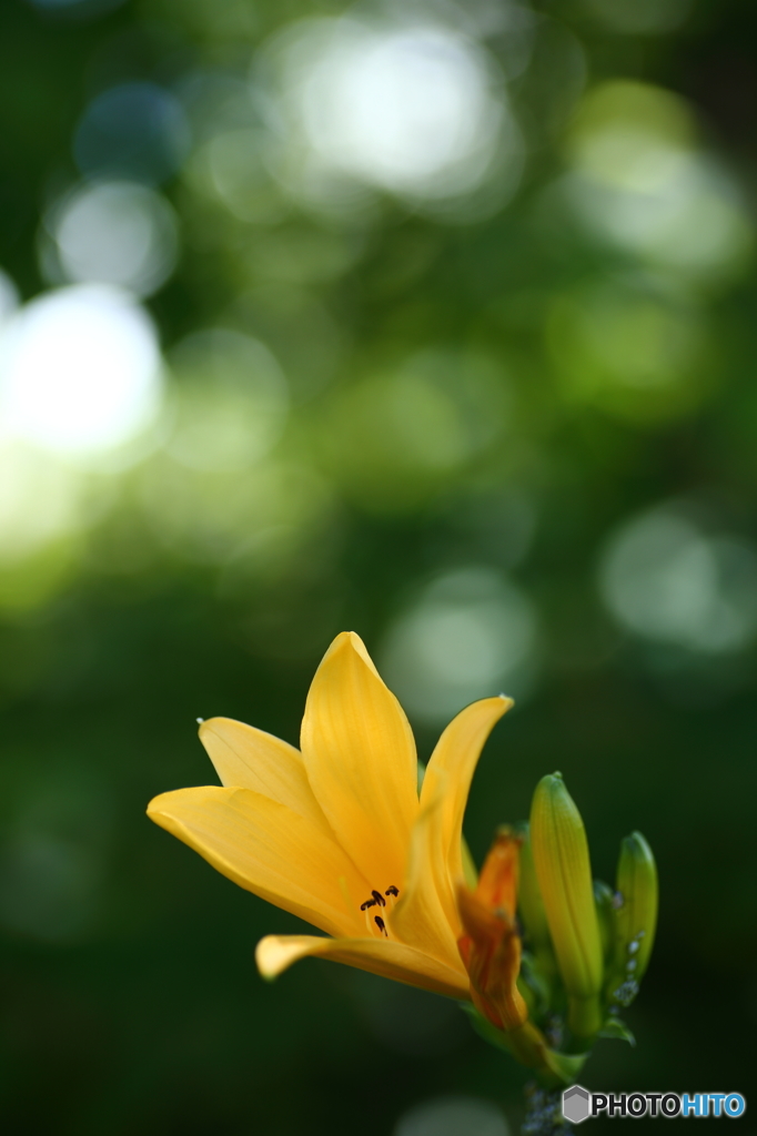 夏の花　１