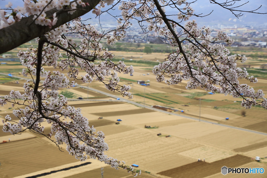 桜のある光景　４　　準備完了