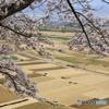 桜のある光景　４　　準備完了