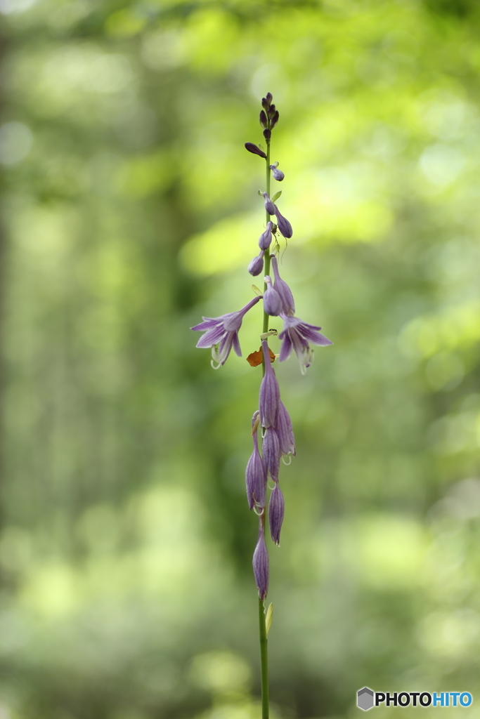 夏の花　１１