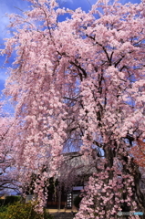 典厩寺のしだれ桜