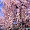 典厩寺のしだれ桜