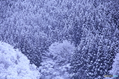 雪景色