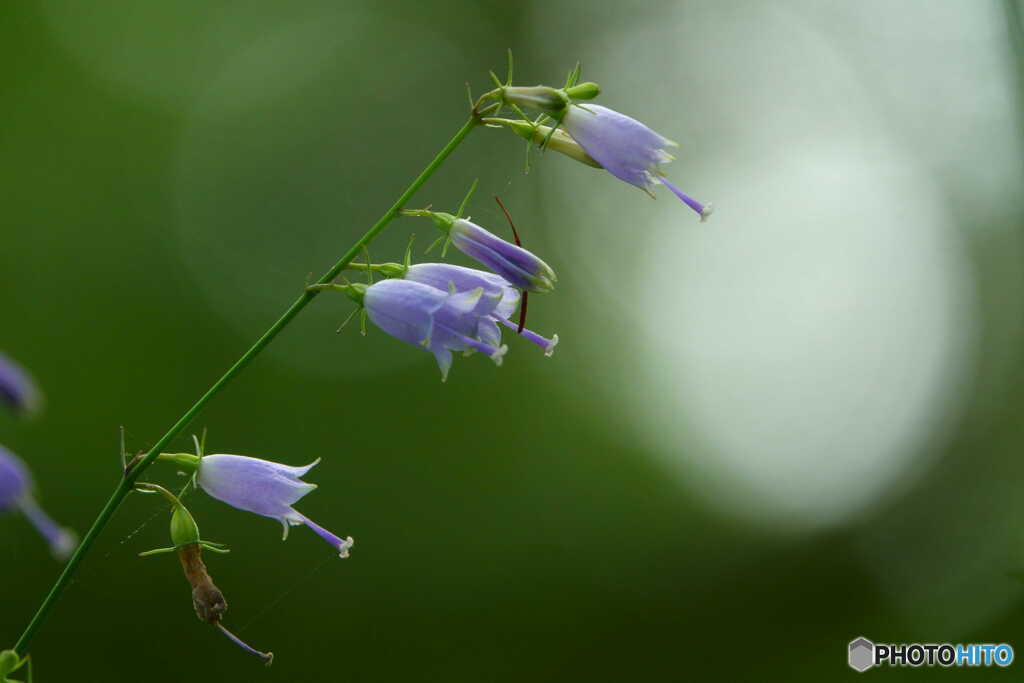 倒れる花