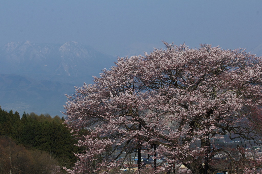 高山村の桜　4