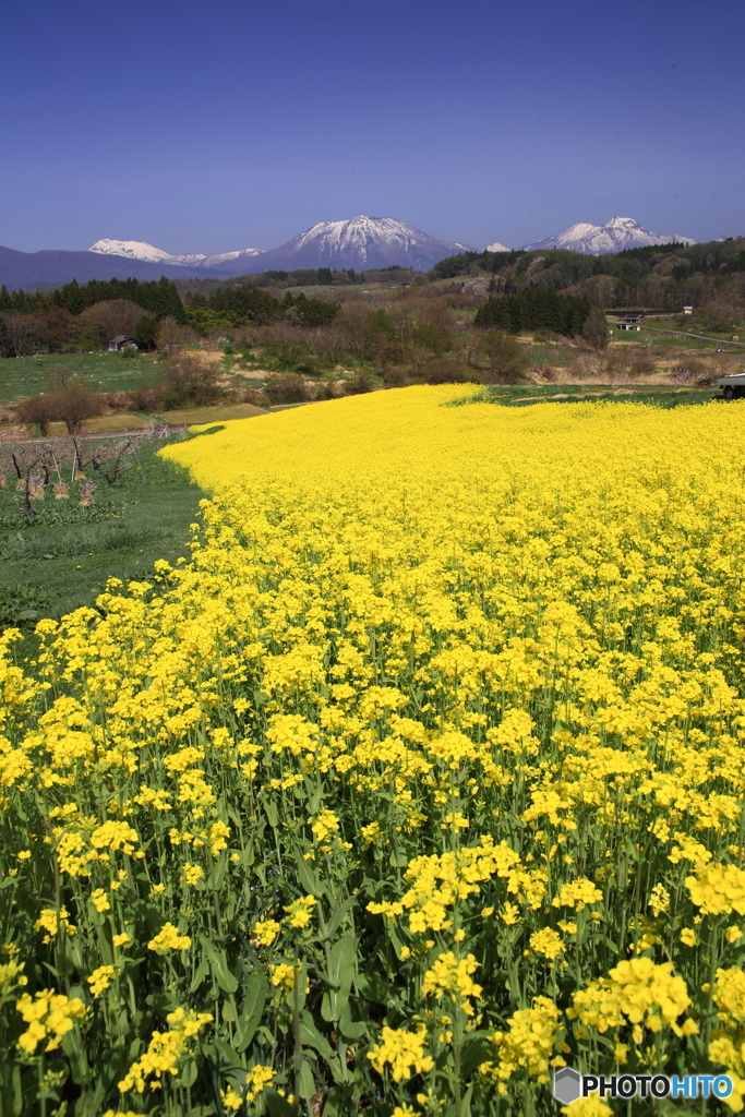 なのはな