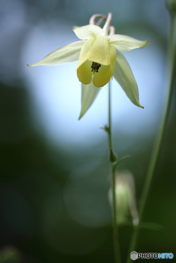 夏の花　５