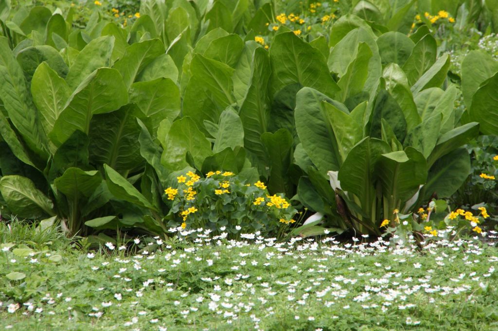 水芭蕉　こんなに大きくなりました