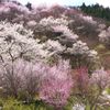 百花繚乱