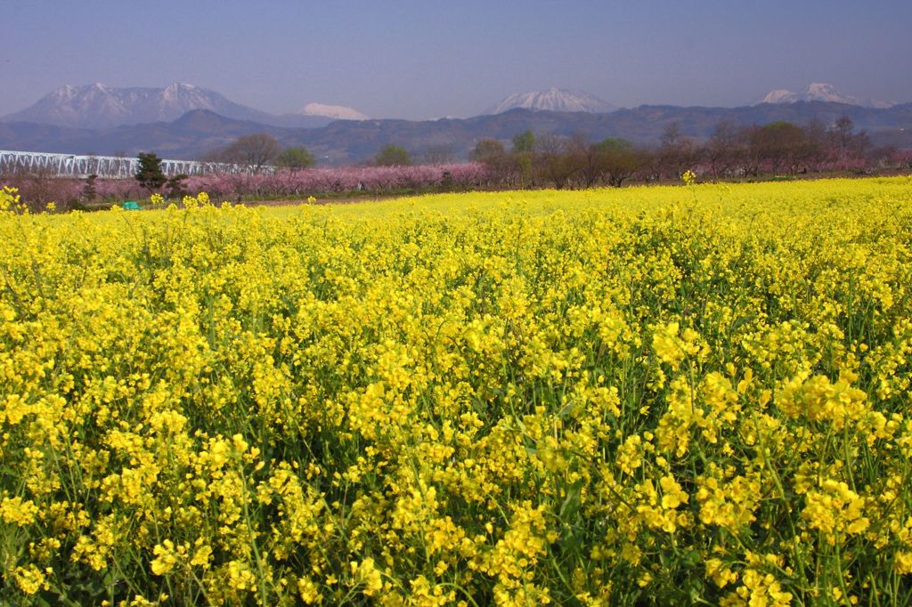 北信五岳と菜の花畑