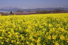北信五岳と菜の花畑 北信五岳と菜の花畑