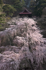 高山村の桜　3