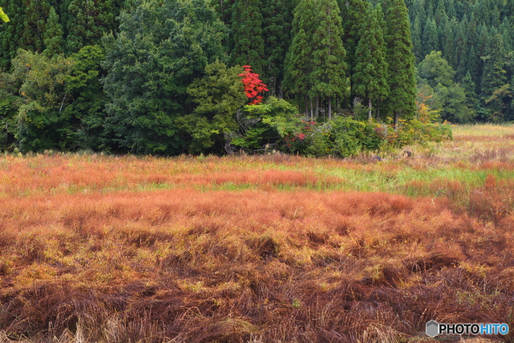 草紅葉