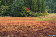 草紅葉