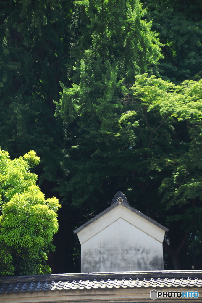 東京の緑