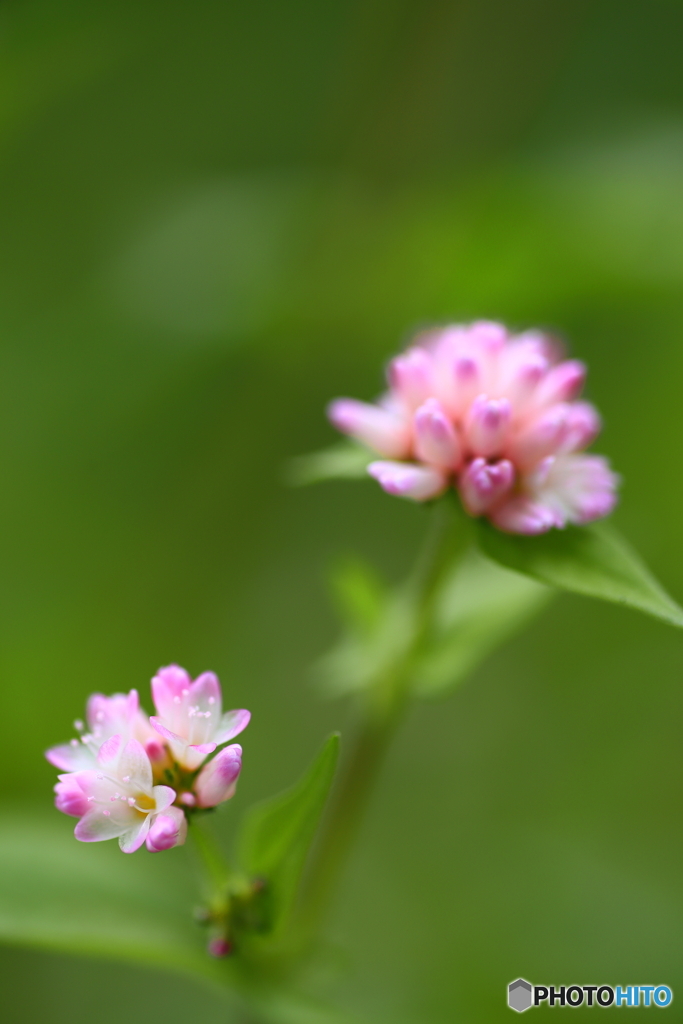 小さな花の小さなはな