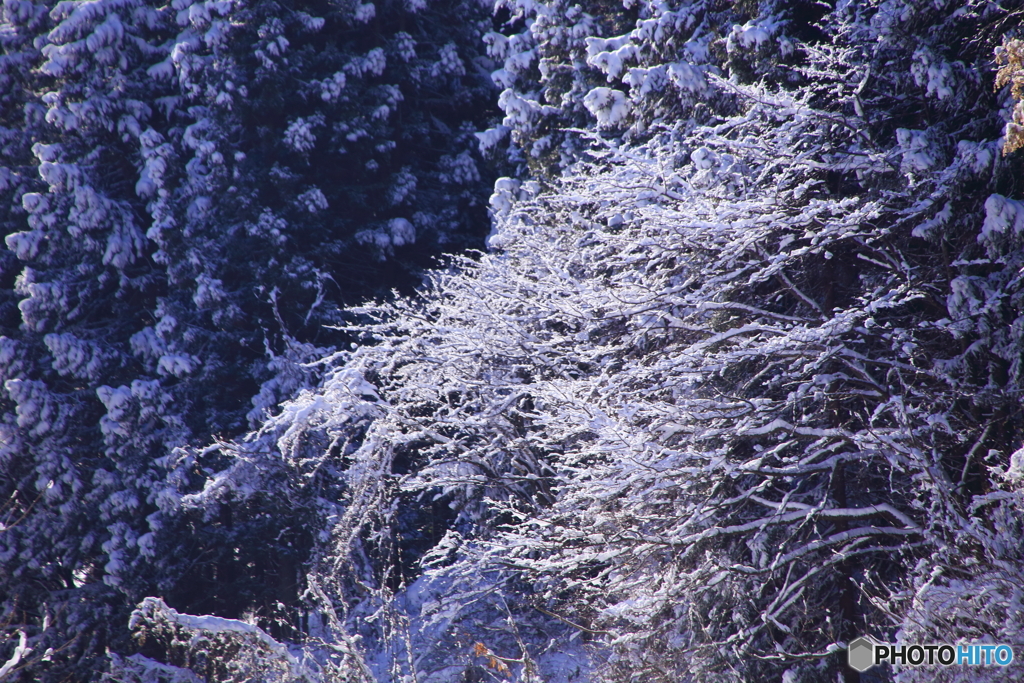 雪の枝