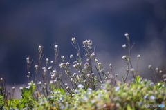 種漬花