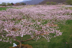 モモの花咲く