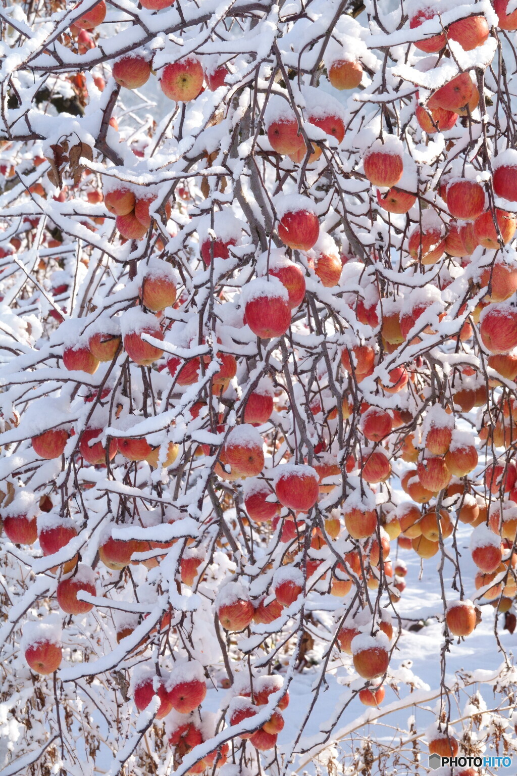 雪りんご