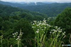 西郷草