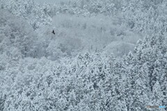 雪一面