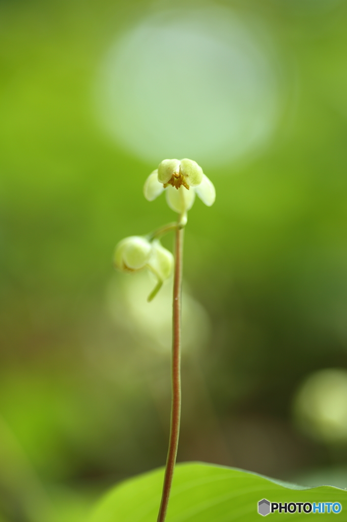 一薬草