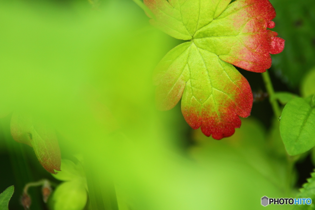 小さな秋探し　２