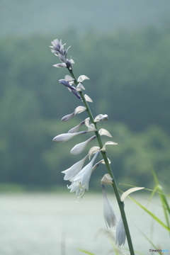 夏の花