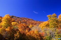 紅葉風景