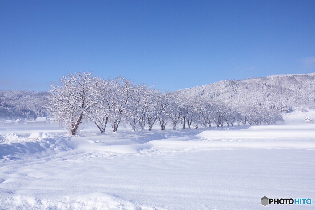 桜並木